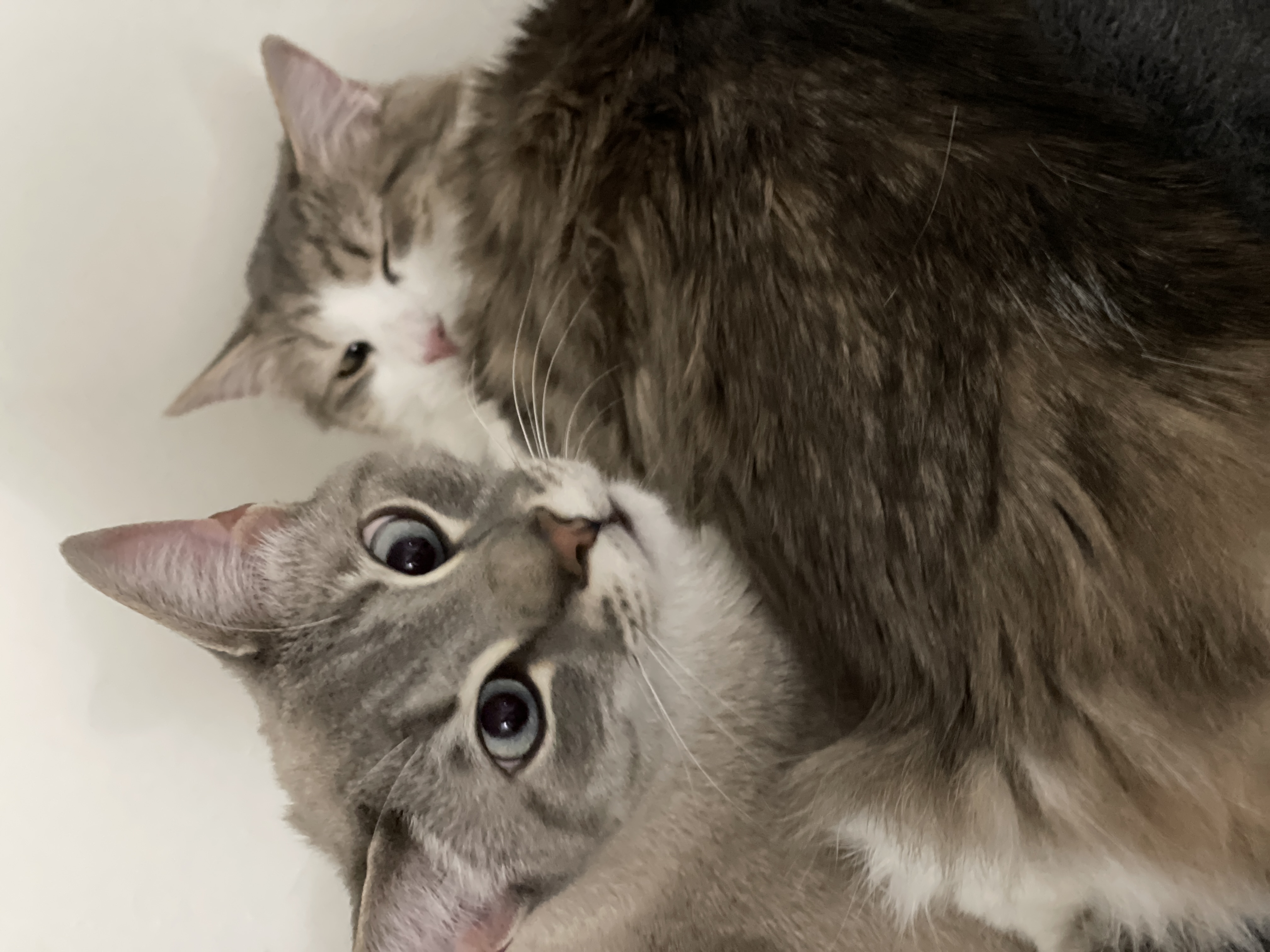 Cat 4