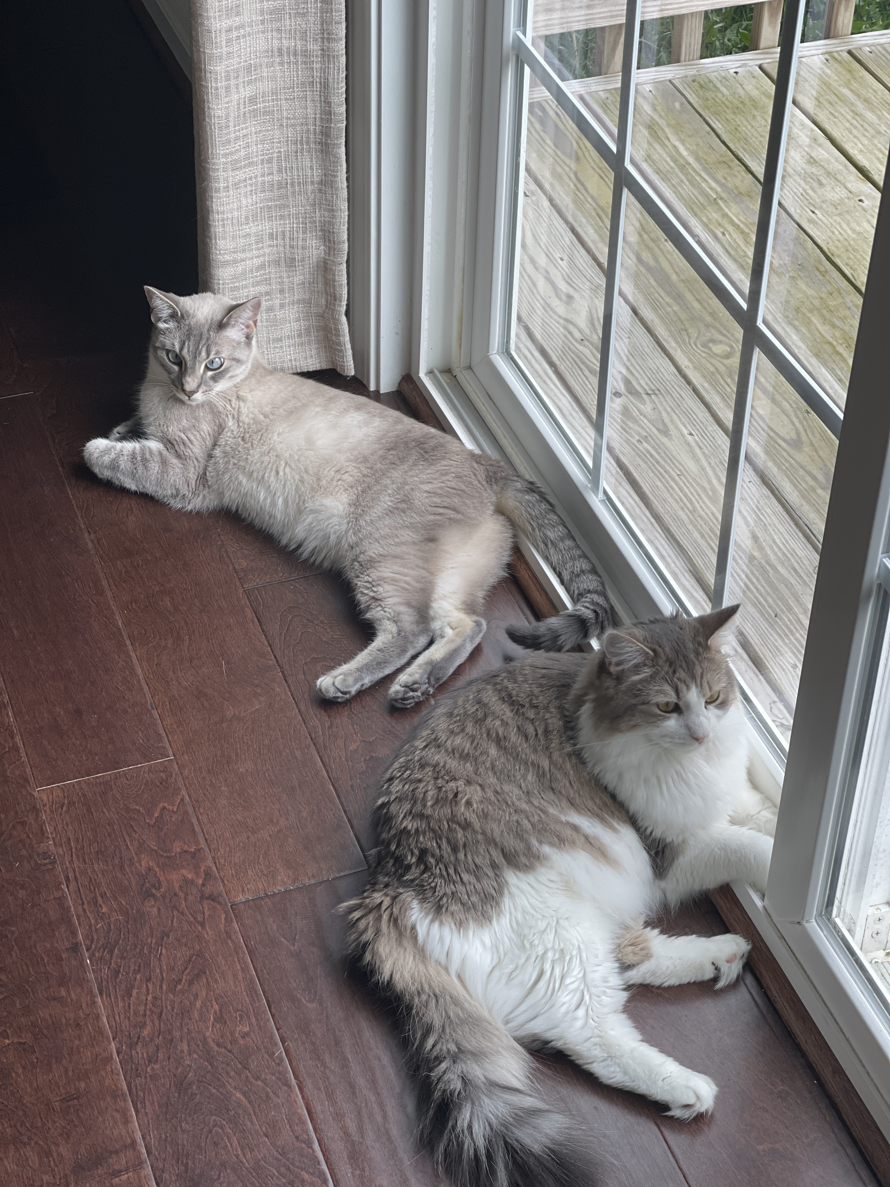 Cat 5